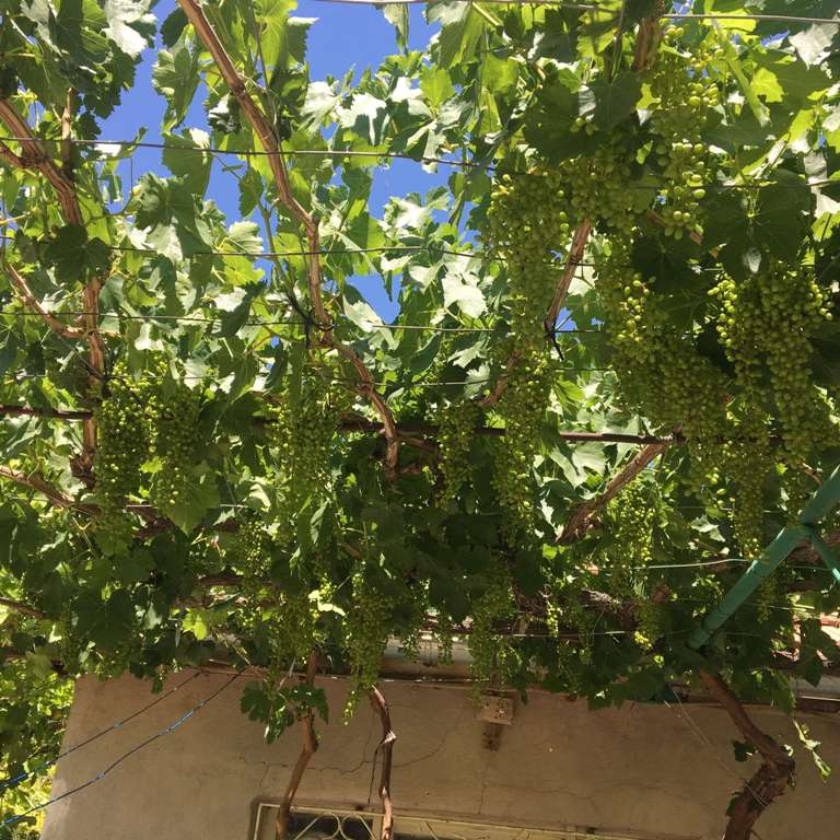 Asma Yaprağı Faydaları Ve Zararları Nelerdir?