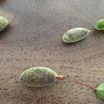 Kayısı Yaprak Delen Hastalığı Belirtileri, Nedenleri Ve Mücadelesi