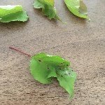 Kayısı Yaprak Delen Hastalığı Belirtileri, Nedenleri Ve Mücadelesi