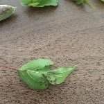 Kayısı Yaprak Delen Hastalığı Belirtileri, Nedenleri Ve Mücadelesi