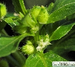 Yer Fesleğeni (Köpek Lahanası) Otu Nedir?