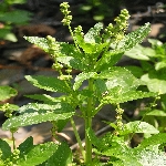 Yer Fesleğeni (Köpek Lahanası) Otu Nedir?