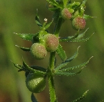 Boynuzlu Yoğurt Otu Nedir?