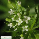 Boynuzlu Yoğurt Otu Nedir?