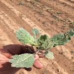 Yabani Hardal Otu Nedir?