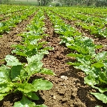 Şeker Pancarı Yetiştiriciliği Nasıl Yapılır?