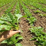 Şeker Pancarı Yetiştiriciliği Nasıl Yapılır?