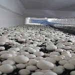 Mantar Yetiştiriciliği Ranza Sistemi Nedir?