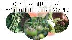 Domates Mildiyösü Hastalığı Belirtileri, Nedenleri Ve Mücadelesi