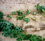 Karpuz Solgunluğu Hast. Nedir? Belirtileri, Nedenleri Ve Mücadelesi