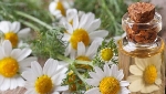 Papatya Yağının Faydaları Ve Zararları Nelerdir?
