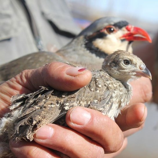 Keklik Yetiştiriciliği Nedir, Nasıl Yapılır?