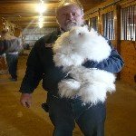 Angora Tavşanı Nasıl Yetiştirilir?