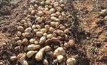 Patates Yetiştiriciliğinde Gübreleme Programı Nasıl Olmalıdır? Patates Yetiştiriciliğinde Gübreleme Programı Nasıl Olmalıdır?