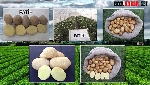 Türkiye’de Ve Dünyada Tescilli Patates Çeşitleri Nelerdir?