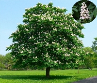 At Kestanesi Ağacı