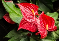 Antoryum (Flamingo Çiçeği)