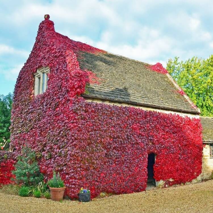 Amerikan Sarmaşığı Amerikan Sarmaşığı