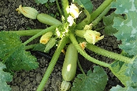 Sakız Kabağı Yetiştiriciliği