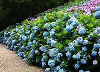 Çalı Türü Bitkiler Nelerdir? Çalı Türü Bitkiler Nelerdir?