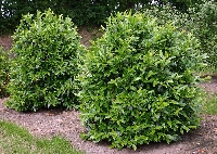 Çalı Türü Bitkiler Nelerdir? Çalı Türü Bitkiler Nelerdir?