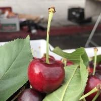 Brooks Kiraz Çeşidi Ve Özellikleri