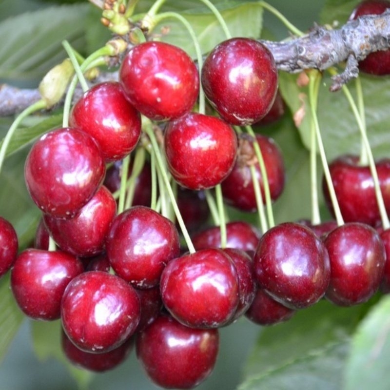 North Wonder Kiraz Fidanı