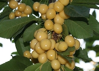 Starks Gold Kiraz Çeşidi Ve Özellikleri