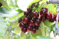 Ziraat 900 (Napolyon) Kiraz Çeşidi Ve Özellikleri