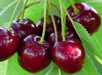 Royal King Kiraz Çeşidi Ve Özellikleri