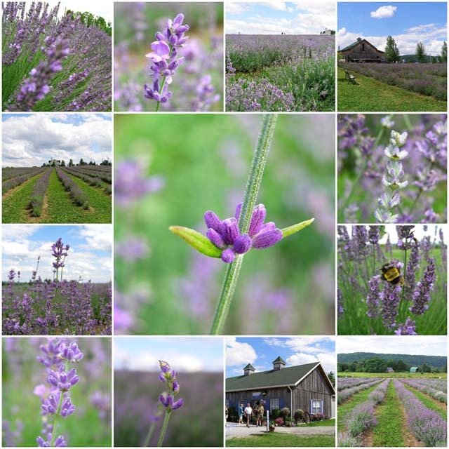 Lavanta Yetiştiriciliği