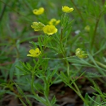 Düğün Çiçeği Otu Nedir?