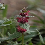 Doğu Ballı Babası Otu Nedir?