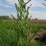 Ballıbaba Otu Nedir? Ballıbaba Otu Nedir?