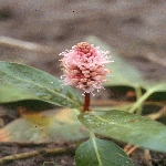 Söğüt Otu Nedir? Söğüt Otu Nedir?