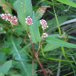 Söğüt Otu Nedir? Söğüt Otu Nedir?