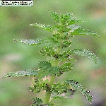 Isırgan Otu Nedir? Isırgan Otu Nedir?