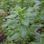 Isırgan Otu Nedir? Isırgan Otu Nedir?