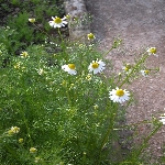 Hakiki Papatya Otu Nedir?