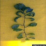 Satsuma Cüceleşme Virüsü Belirtileri, Nedenleri Ve Mücadele Yöntemleri