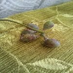 Bağ Küllemesi Hastalığı Belirtileri, Nedenleri Ve Mücadele Yöntemleri