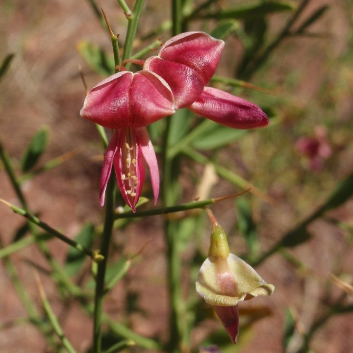 Deve Dikeni (Onopordum Acanthium) Nedir? Özellikleri Ve Faydaları Deve Dikeni (Onopordum Acanthium) Nedir? Özellikleri Ve Faydaları