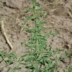 Deve Dikeni (Onopordum Acanthium) Nedir? Özellikleri Ve Faydaları Deve Dikeni (Onopordum Acanthium) Nedir? Özellikleri Ve Faydaları