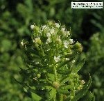 Yabani Yoğurt Otu (Sideritis Montana) Nedir? Özellikleri Ve Faydaları Yabani Yoğurt Otu (Sideritis Montana) Nedir? Özellikleri Ve Faydaları