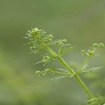 Yabani Yoğurt Otu (Sideritis Montana) Nedir? Özellikleri Ve Faydaları Yabani Yoğurt Otu (Sideritis Montana) Nedir? Özellikleri Ve Faydaları