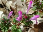Büyük Dişli Ballıbaba (Pulmonaria Officinalis) Nedir? Özellikleri