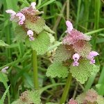 Büyük Dişli Ballıbaba (Pulmonaria Officinalis) Nedir? Özellikleri