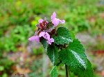 Büyük Dişli Ballıbaba (Pulmonaria Officinalis) Nedir? Özellikleri