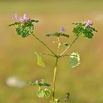 Büyük Dişli Ballıbaba (Pulmonaria Officinalis) Nedir? Özellikleri