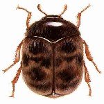 Khapra Böceği Nedir? Belirtileri, Nedenleri Ve Mücadelesi